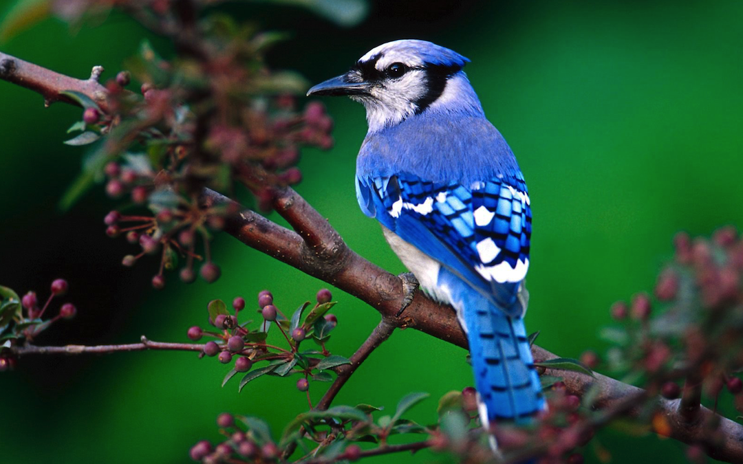 Blue Jay